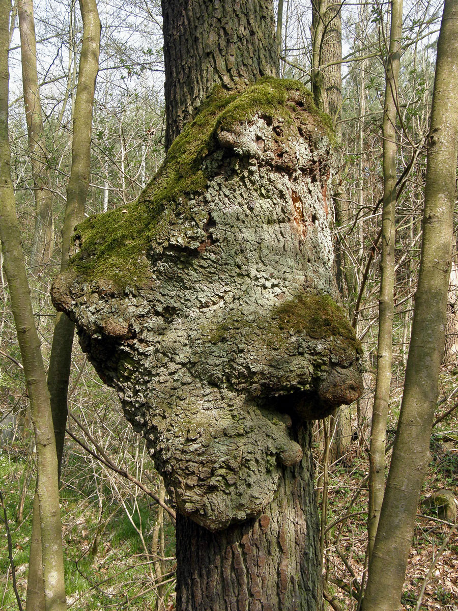 Tumor na olši lepkavé (Alnus glutinosa (L.) Gaertn.) (1b)