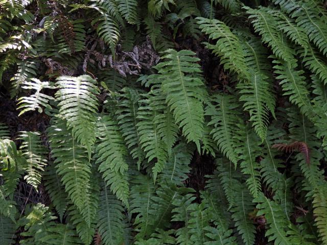 Žebrovice (Blechnum chambersii Tindale)