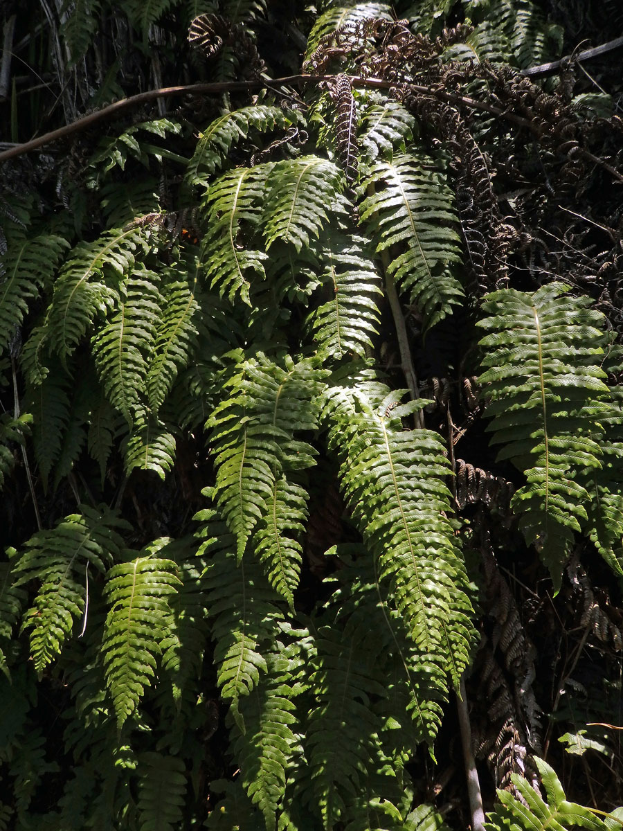 Žebrovice (Blechnum chambersii Tindale)