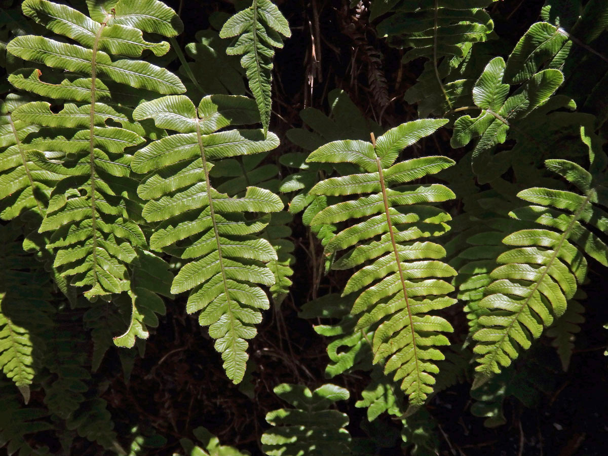 Žebrovice (Blechnum chambersii Tindale)