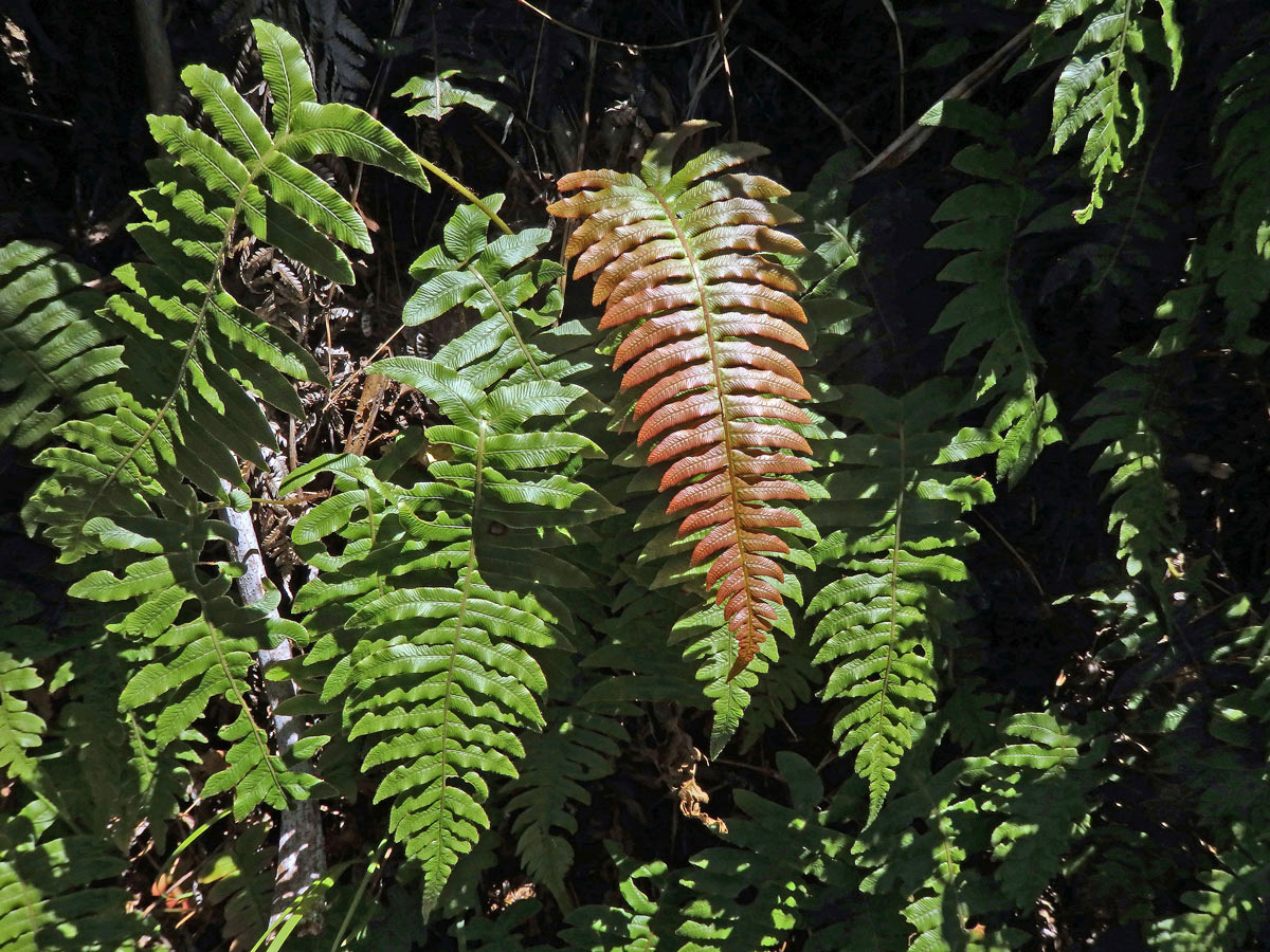 Žebrovice (Blechnum chambersii Tindale)