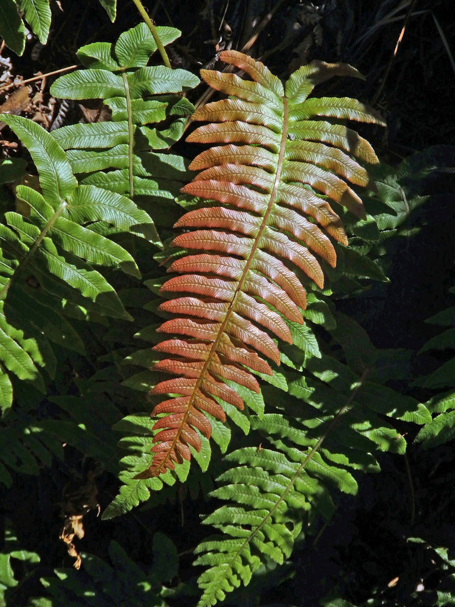 Žebrovice (Blechnum chambersii Tindale)