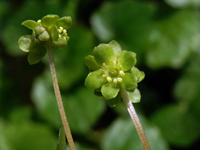 Pižmovka mošusová (Adoxa moschatellina L.)