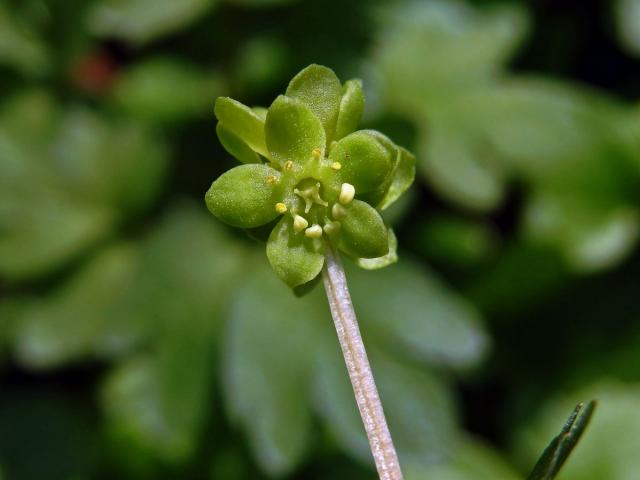 Pižmovka mošusová (Adoxa moschatellina L.)