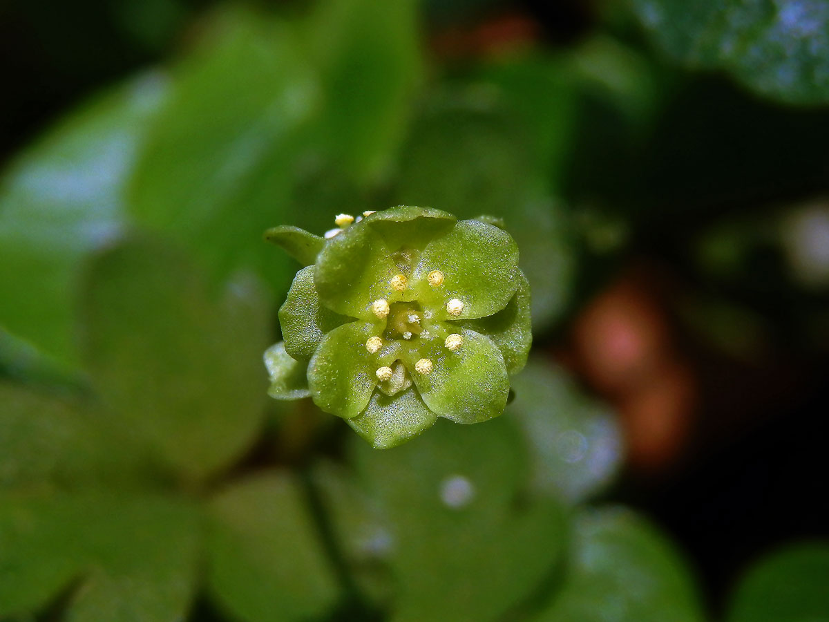 Pižmovka mošusová (Adoxa moschatellina L.)