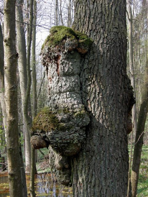 Tumor na olši lepkavé (Alnus glutinosa (L.) Gaertn.) (1c)