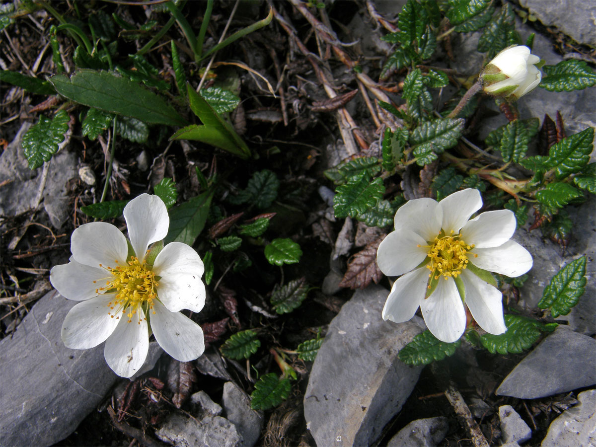 Dryádka osmiplátečná (Dryas octopetala L.)