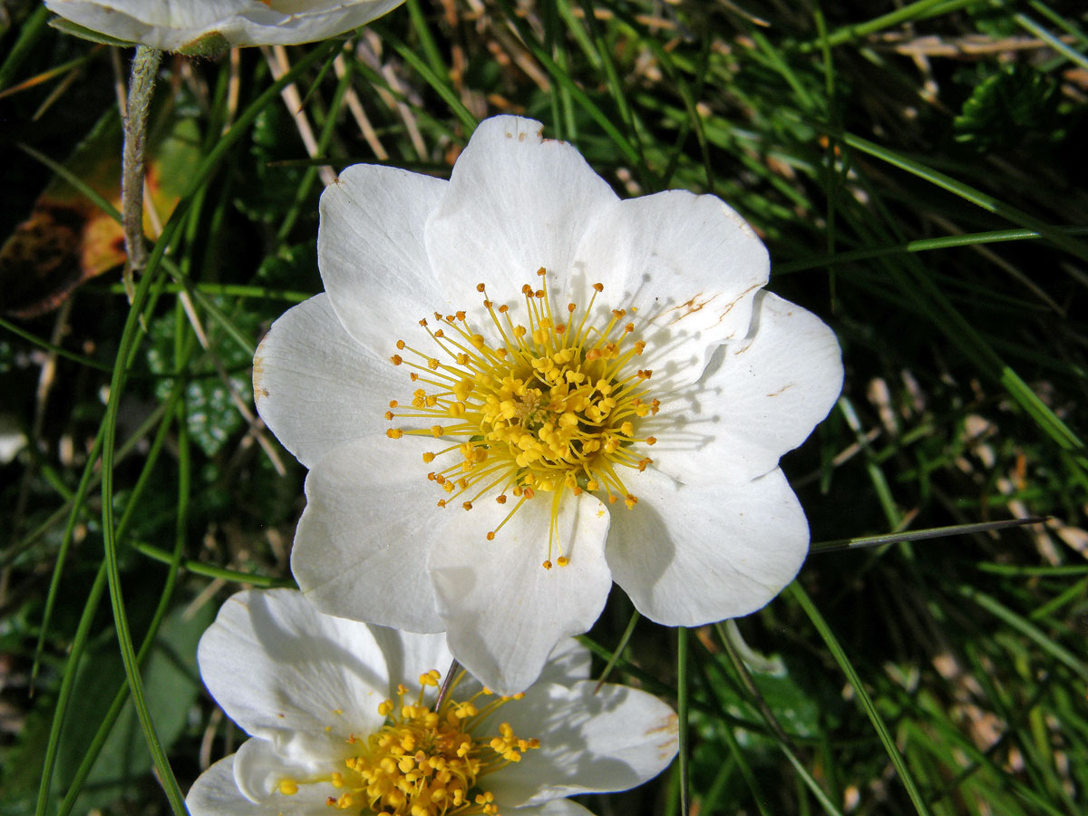 Dryádka osmiplátečná (Dryas octopetala L.)