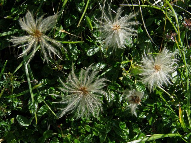 Dryádka osmiplátečná (Dryas octopetala L.)