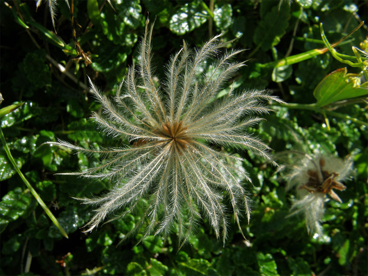 Dryádka osmiplátečná (Dryas octopetala L.)