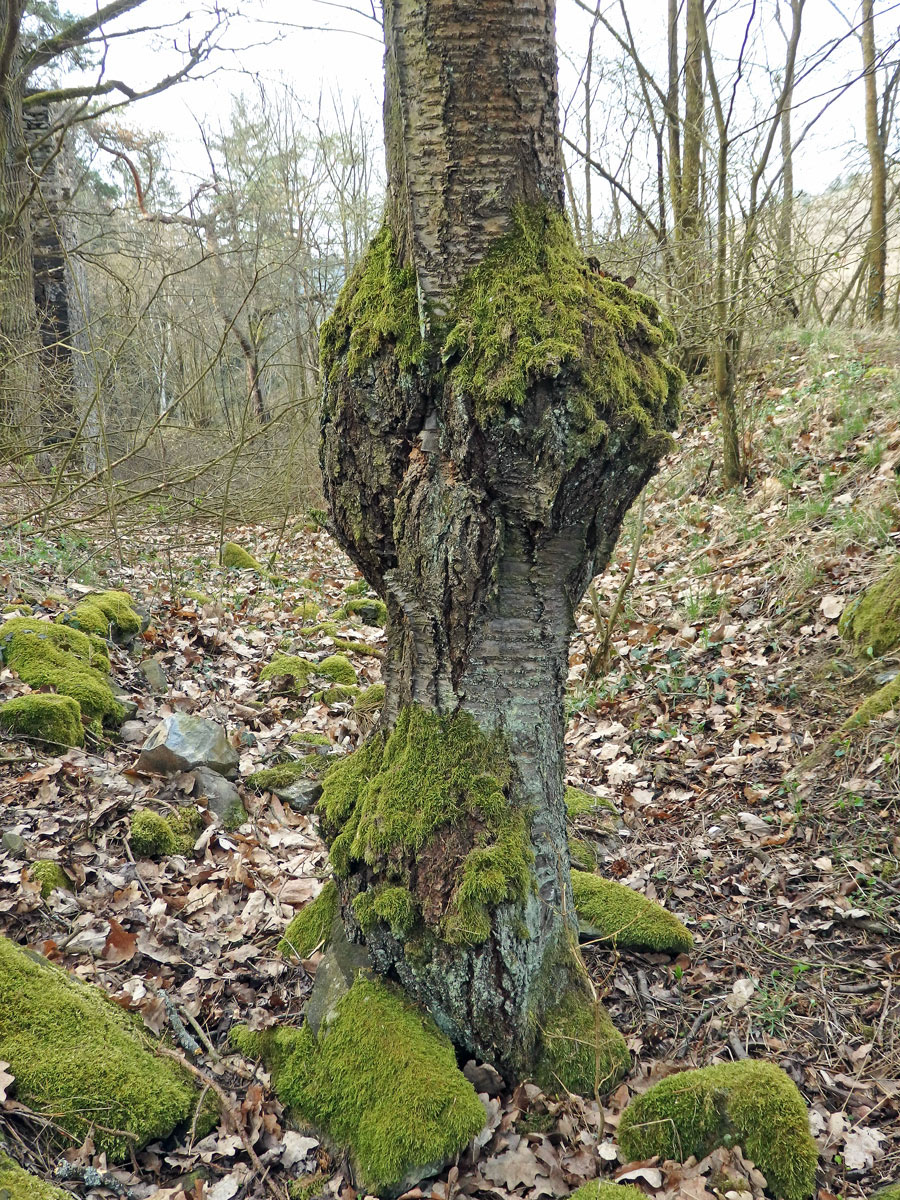 Třešeň ptačí (Prunus avium (L.) L.) (17c) s nádorem na kmeni