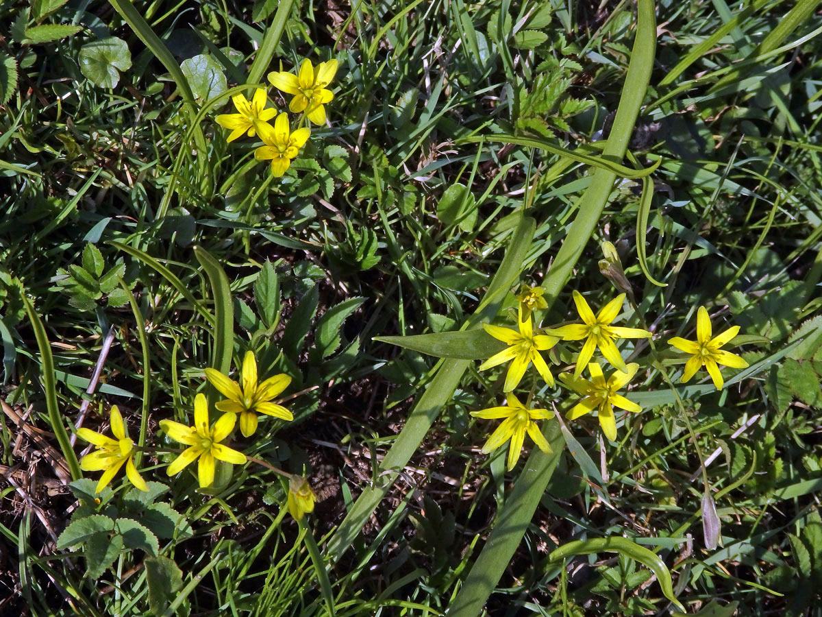 Křivatec žlutý (Gagea lutea (L.) Ker-Gawler)