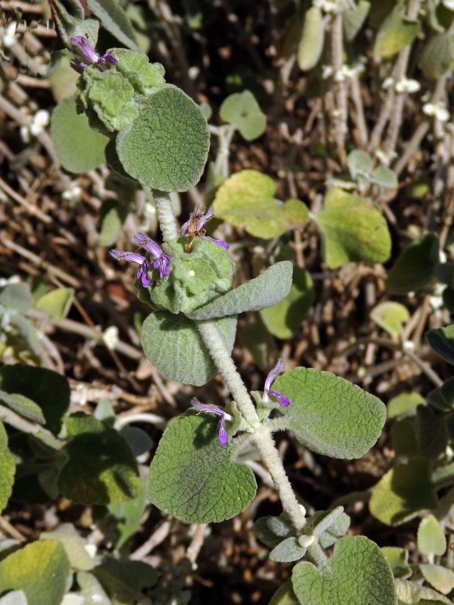 Měrnice vlnatá (Ballota acetabulosa (L.) Bentham)