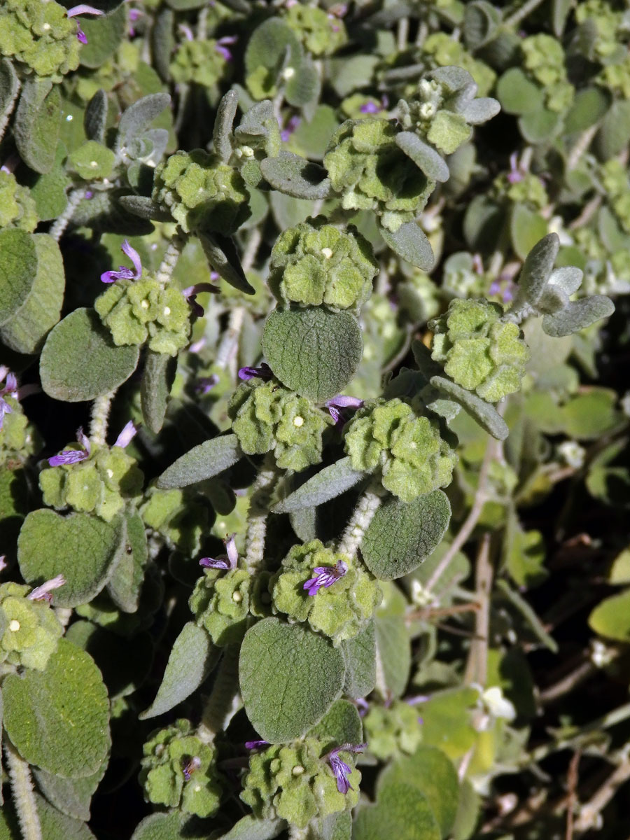 Měrnice vlnatá (Ballota acetabulosa (L.) Bentham)