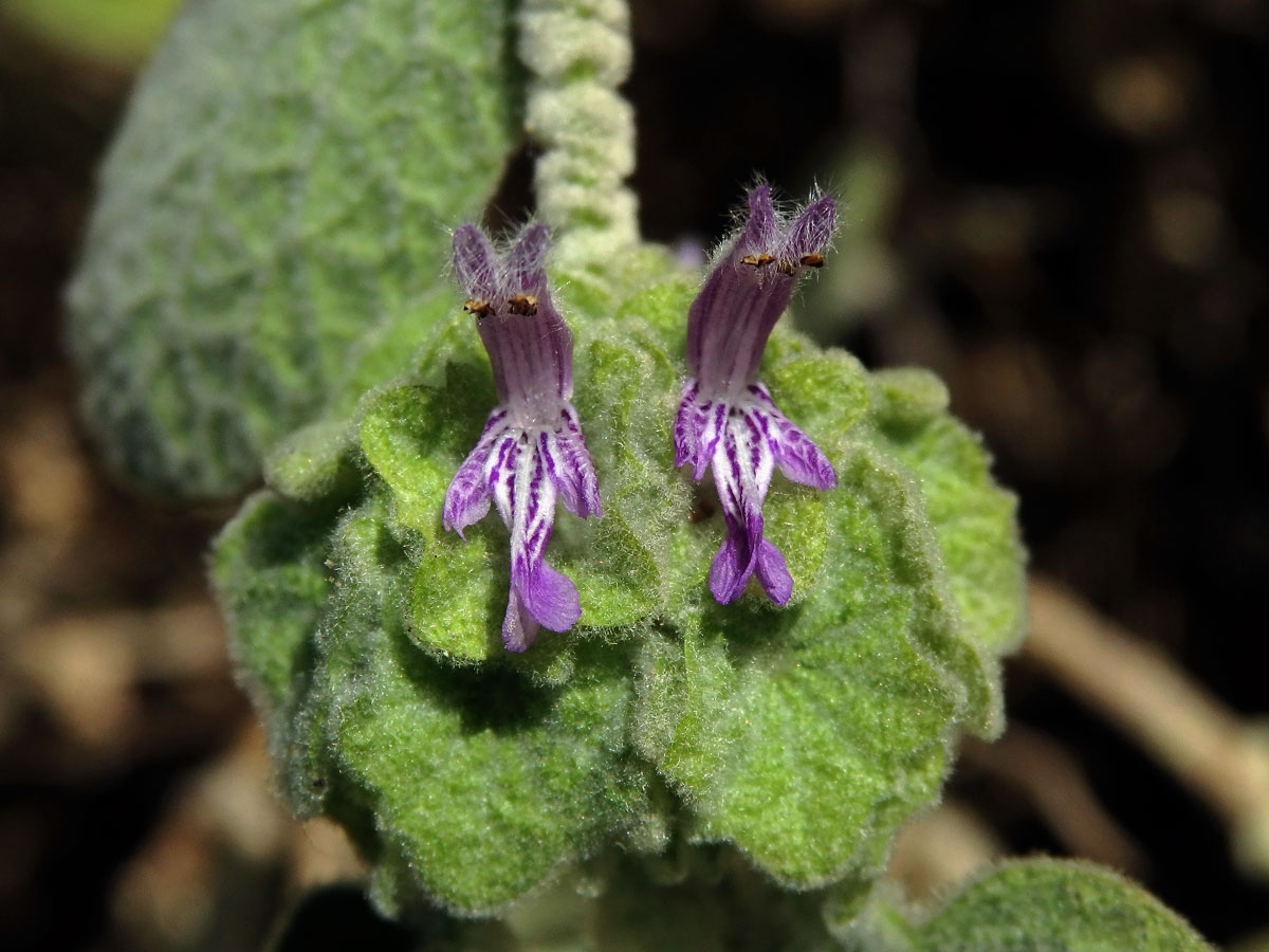 Měrnice vlnatá (Ballota acetabulosa (L.) Bentham)