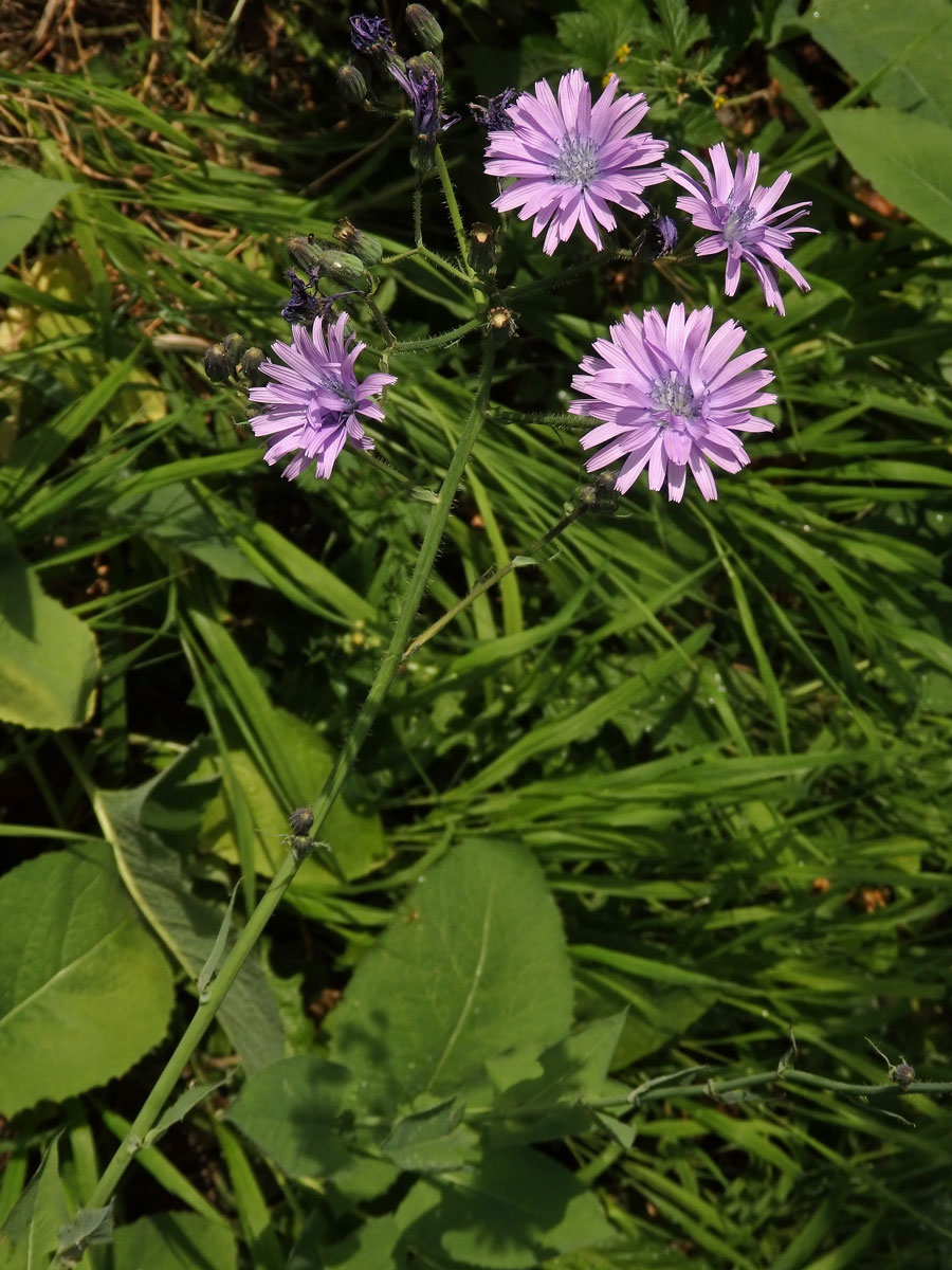 Mléčivec velkolistý (Cicerbita macrophylla (Willd.) Wallr.)