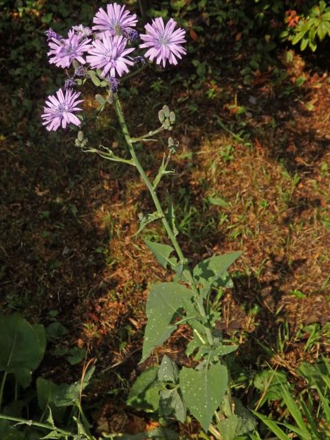 Mléčivec velkolistý (Cicerbita macrophylla (Willd.) Wallr.)