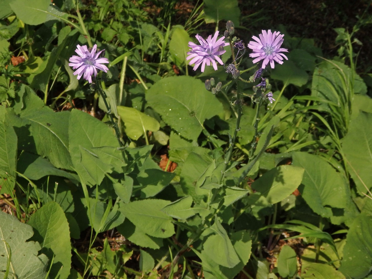 Mléčivec velkolistý (Cicerbita macrophylla (Willd.) Wallr.)