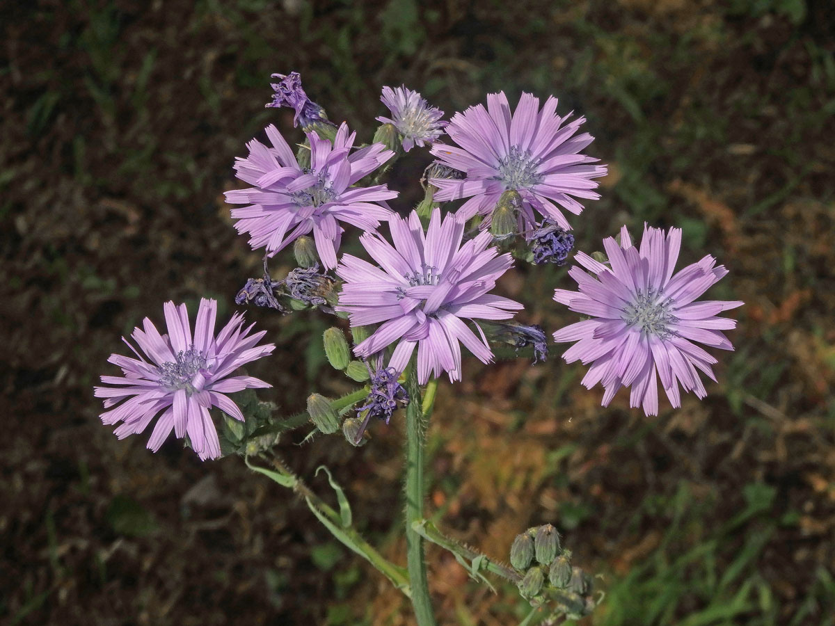 Mléčivec velkolistý (Cicerbita macrophylla (Willd.) Wallr.)