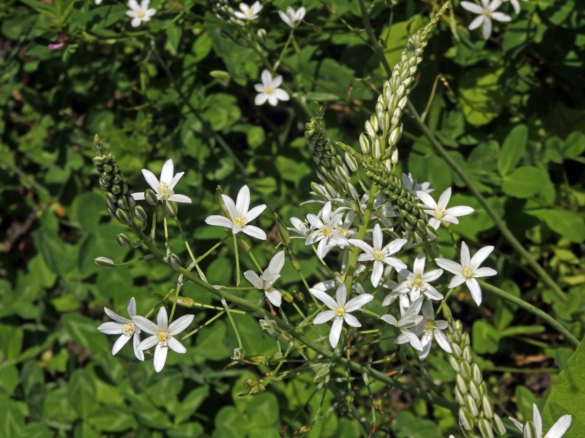 Snědek jehlancovitý (Ornithogalum brevistylum Wolfner)