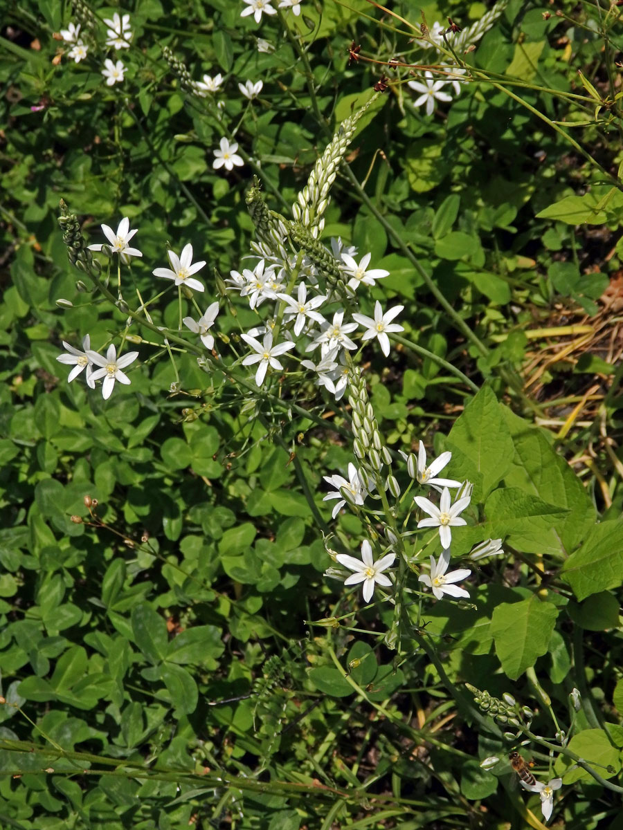 Snědek jehlancovitý (Ornithogalum brevistylum Wolfner)