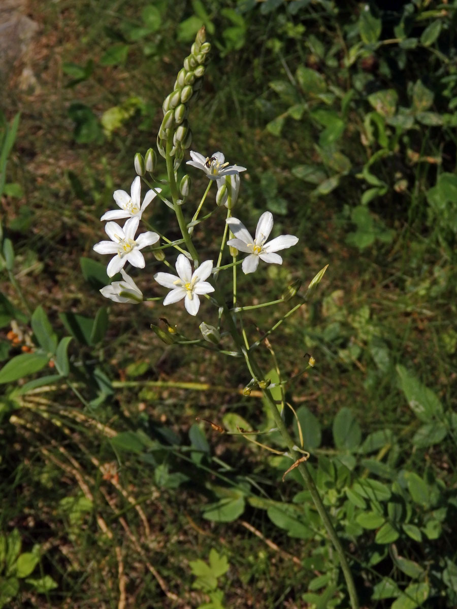 Snědek jehlancovitý (Ornithogalum brevistylum Wolfner)