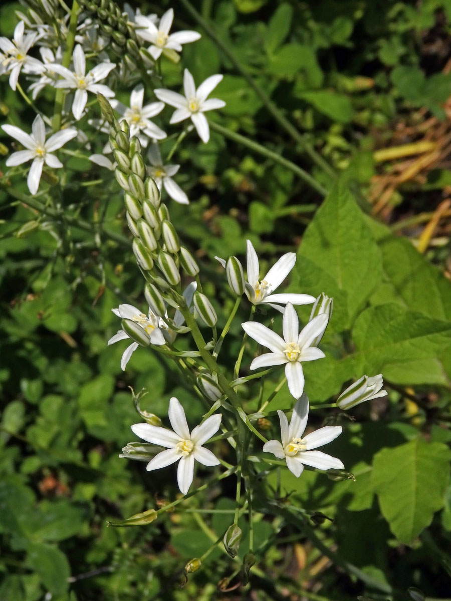 Snědek jehlancovitý (Ornithogalum brevistylum Wolfner)