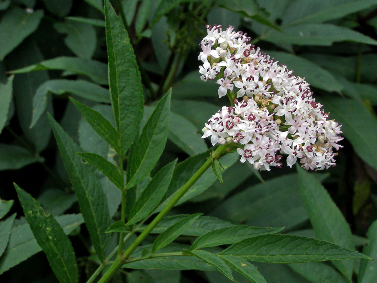 Bez chebdí (Sambucus ebulus L.)