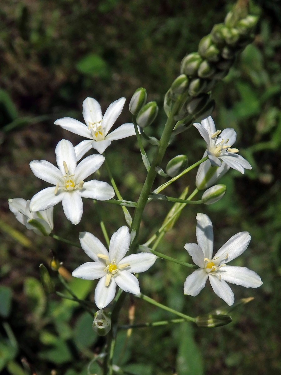 Snědek jehlancovitý (Ornithogalum brevistylum Wolfner)