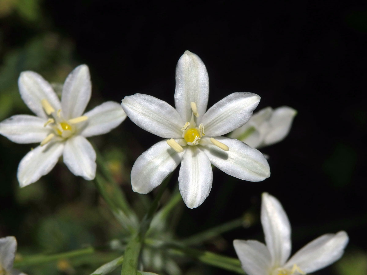 Snědek jehlancovitý (Ornithogalum brevistylum Wolfner)