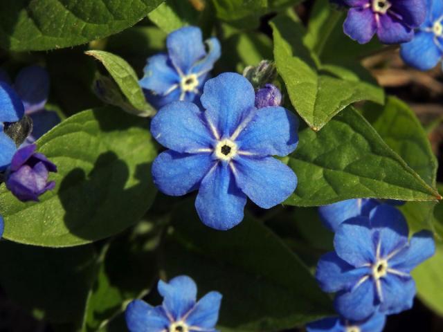 Pupkovec jarní (Omphalodes verna Moench.) s šestičetným květem