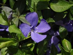 Barvínek menší (Vinca minor L.), čtyřčetný květ (3b)