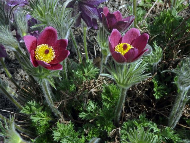 Koniklec (Pulsatilla rubra (Lam.) Delarbre)