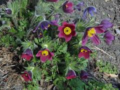 Koniklec (Pulsatilla rubra (Lam.) Delarbre)