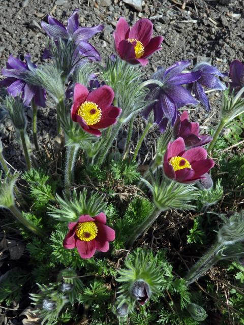 Koniklec (Pulsatilla rubra (Lam.) Delarbre)