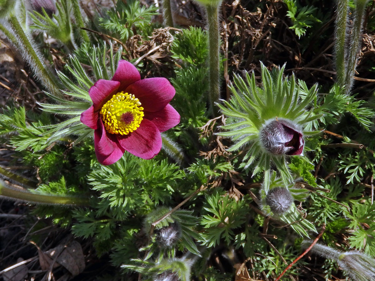 Koniklec (Pulsatilla rubra (Lam.) Delarbre)