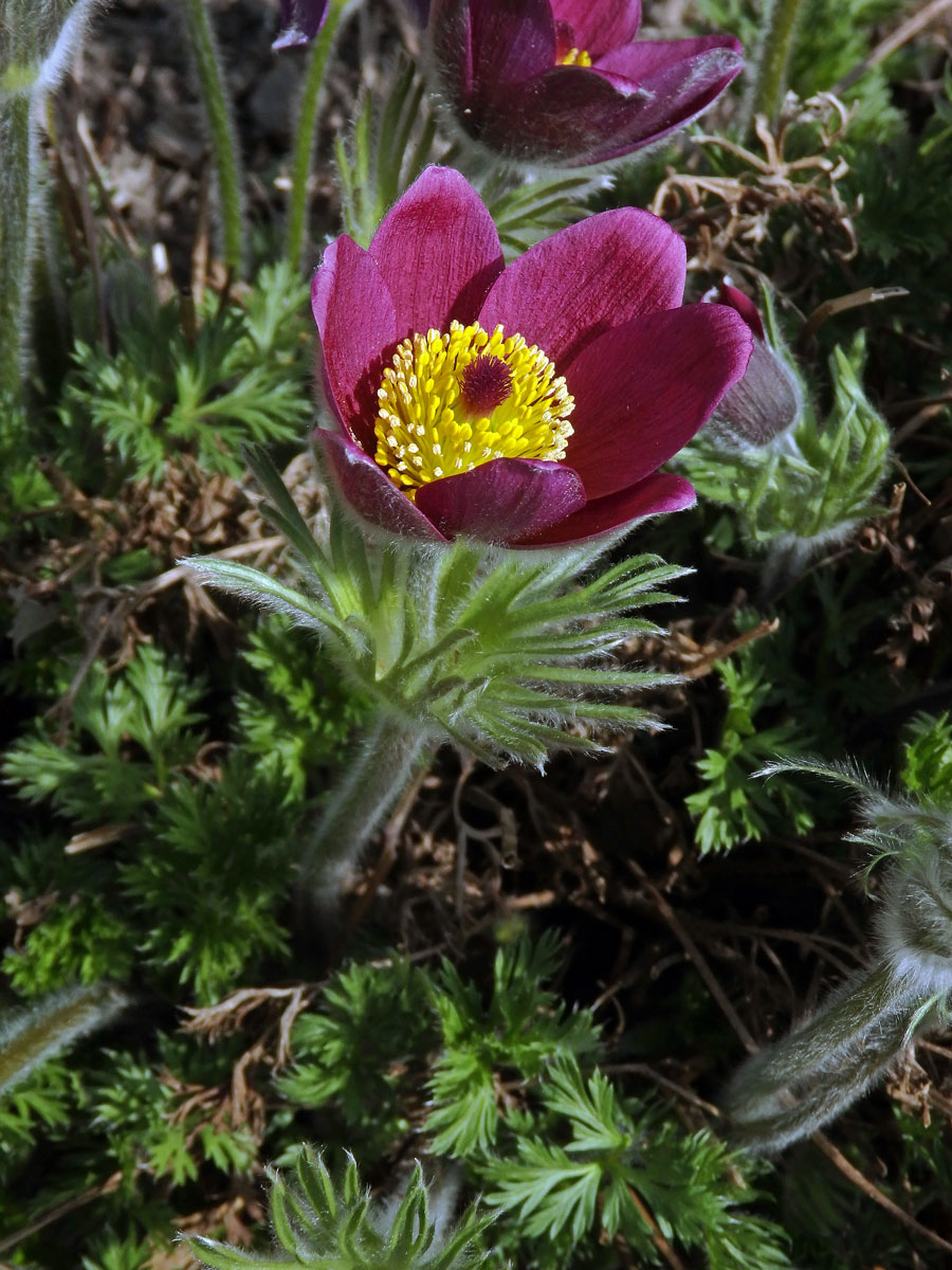 Koniklec (Pulsatilla rubra (Lam.) Delarbre)