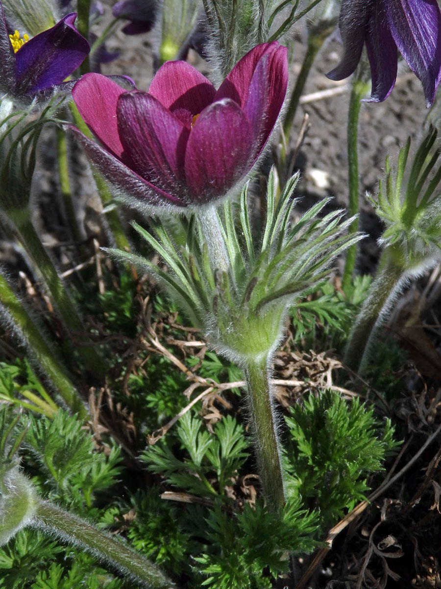 Koniklec (Pulsatilla rubra (Lam.) Delarbre)