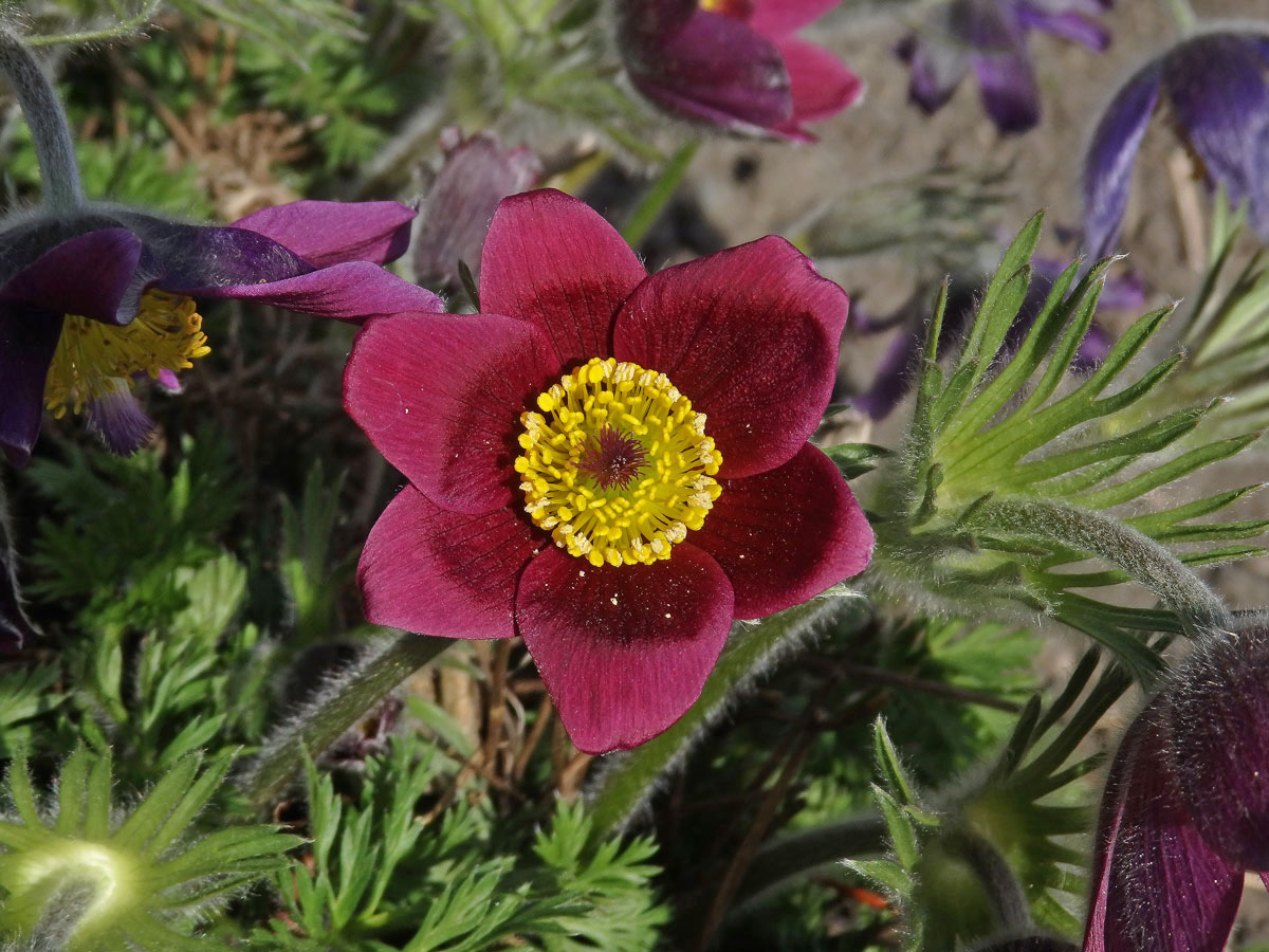 Koniklec (Pulsatilla rubra (Lam.) Delarbre)