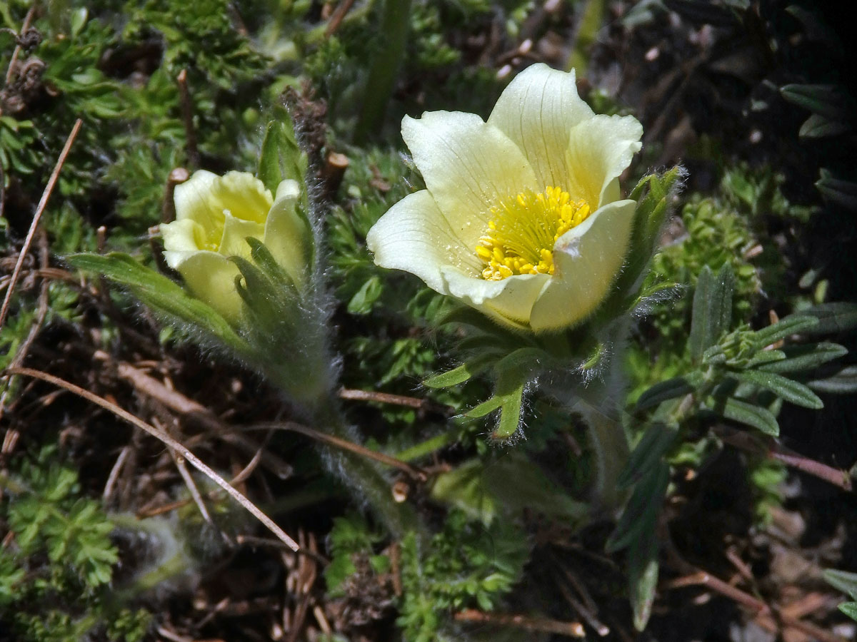 Koniklec albánský (Pulsatilla albana (Steven) Bercht. & J. Presl)