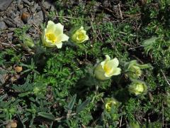 Koniklec albánský (Pulsatilla albana (Steven) Bercht. & J. Presl)