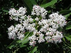 Bez chebdí (Sambucus ebulus L.)