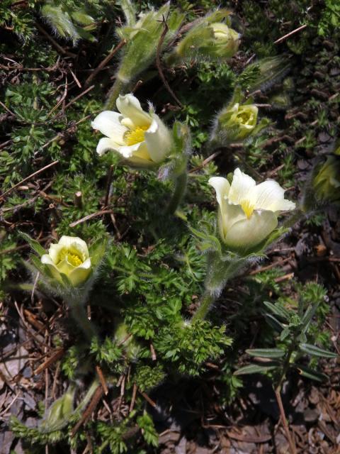 Koniklec albánský (Pulsatilla albana (Steven) Bercht. & J. Presl)