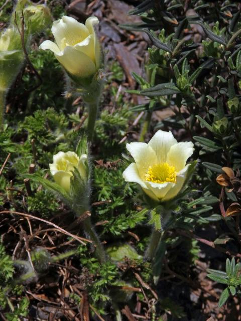 Koniklec albánský (Pulsatilla albana (Steven) Bercht. & J. Presl)