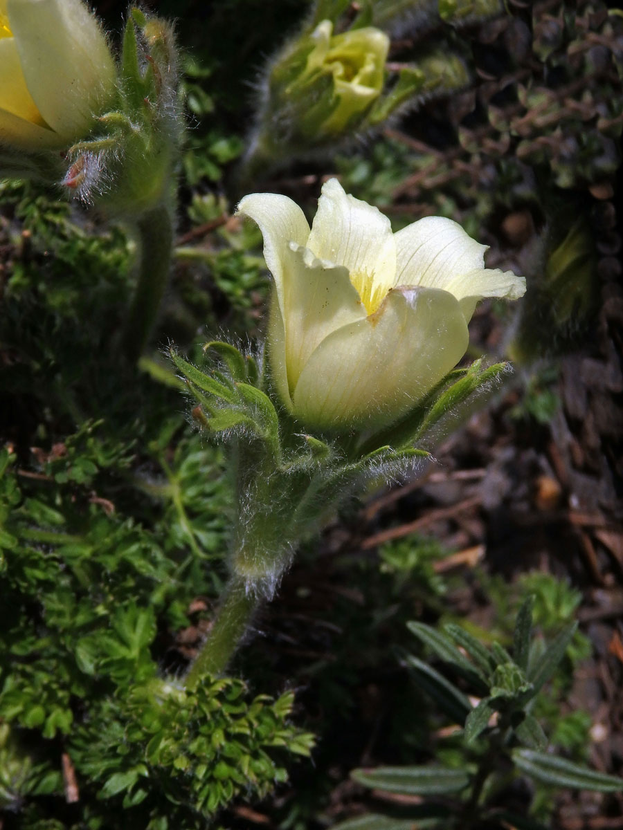 Koniklec albánský (Pulsatilla albana (Steven) Bercht. & J. Presl)