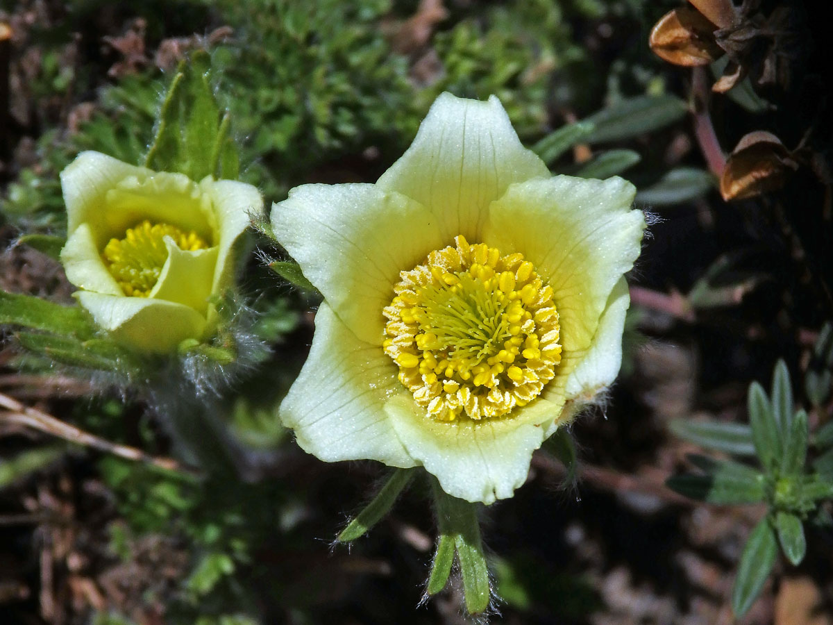 Koniklec albánský (Pulsatilla albana (Steven) Bercht. & J. Presl)