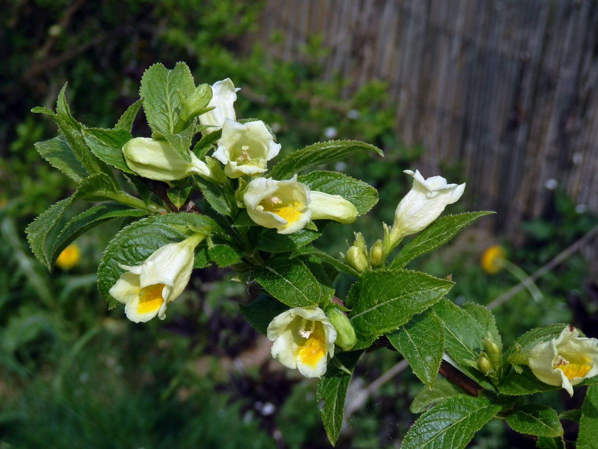 Weigelie (Weigela middendorfiana (Carrière) K. Koch)