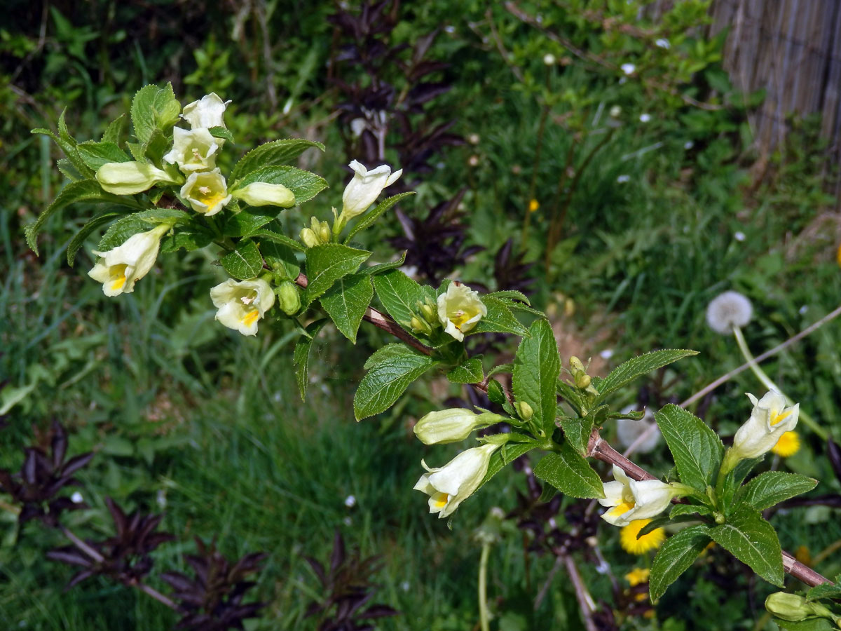 Weigelie (Weigela middendorfiana (Carrière) K. Koch)