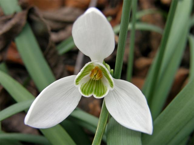 Sněženka podsněžník (Galanthus nivalis L.)