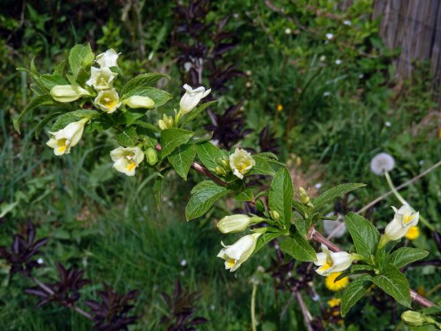 Weigelie (Weigela middendorfiana (Carrière) K. Koch)